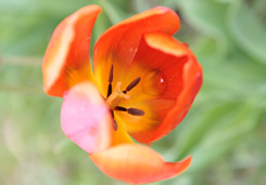 tulipe