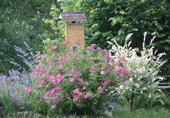 fleurs
