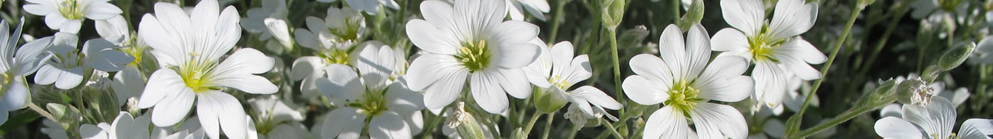 fleursblanches